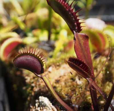 Red Seedling-Dionaea.jpg