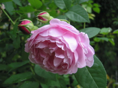 Mary_Rose_Sept.jpg