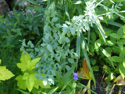2016-06-26 Thalictrum 2.jpg