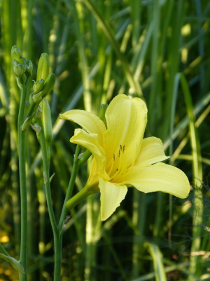 2016-06-27 Hemerocallis 'Notify Ground Crew'.jpg