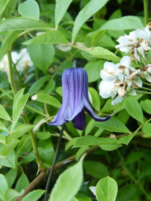 2016-06-27 Clematis 'Rooguchi'.jpg