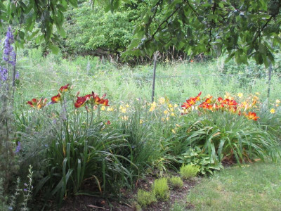 Hemerocallis 20160627.jpg