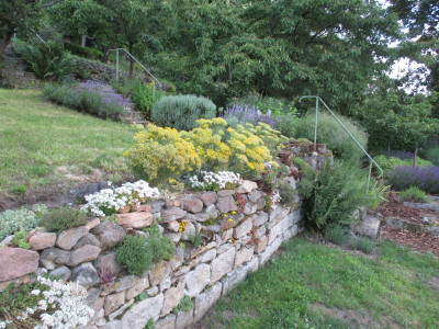 Sedumbeet 20160627.jpg
