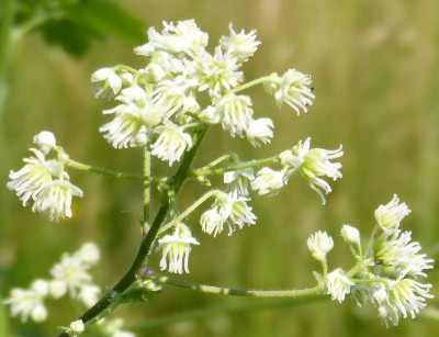 2016-06-25 Thalictrum 2.jpg