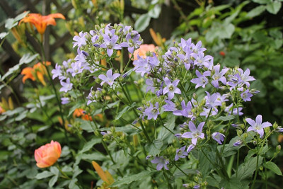 Campanula lactiflora 'Prichard's Variety'.JPG
