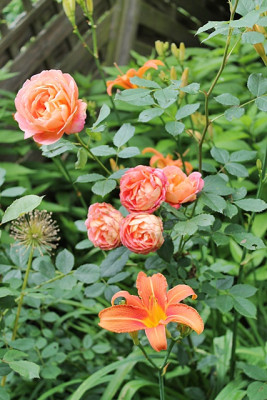 Rose Port Sunlight.JPG