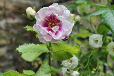 Rose Eyes for you1.JPG