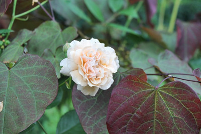 Rose Buff Beauty1.JPG
