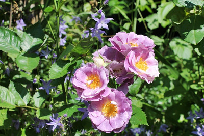 Rose Blue for You.JPG