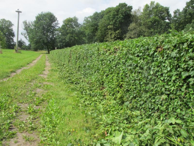 Hecke 28.6.16 ue.JPG