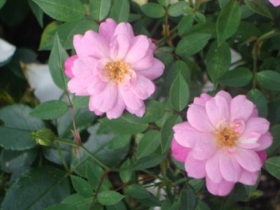 Rosa_RoulettiOkt06.jpg