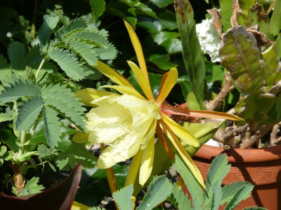 2016-06-28 Epiphyllum.jpg