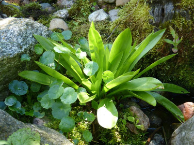 2016-06-28 Helonias bullata.jpg