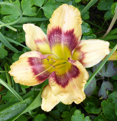Exotic Pattern  2016.jpg