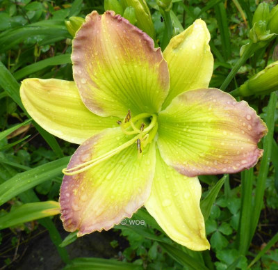 Rhapsody in Green 2016.jpg