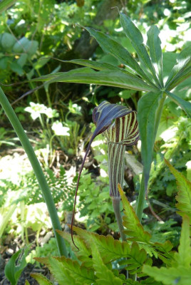 2016-06-28 Arisaema ciliatum  var. liubaense.jpg