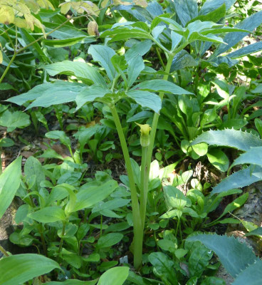 2016-06-28 Arisaema flavum 2.jpg