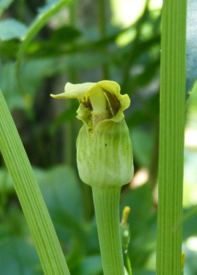 2016-06-28 Arisaema flavum 3.jpg