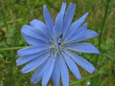 Wegwarte_1_4_1.jpg