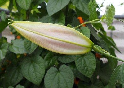 Lilium gloriosoides getting colour.jpg