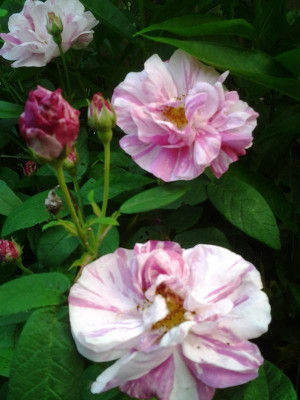Rosa mundi.jpg