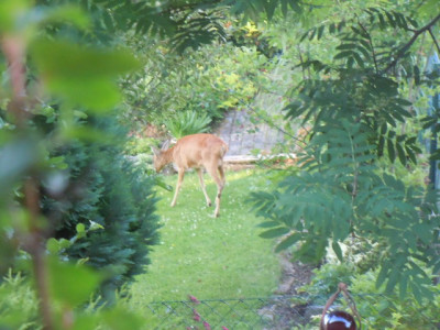 besucher 006.JPG