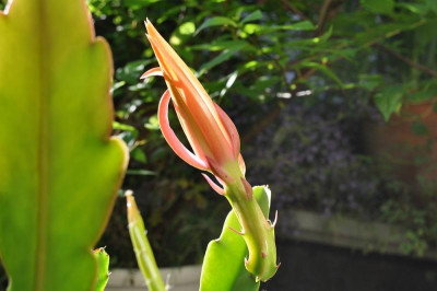 Epiphyllum Hybride - Knospe jung 23. Juni.jpg