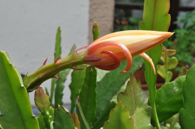 Epiphyllum Hybride - Knospe älter 25. Juni.jpg