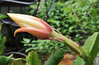 Epiphyllum Hybride - mit Fliege.jpg