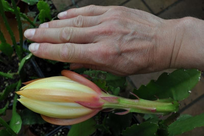 Epiphyllum Hybride - kurz vor dem Aufblühen 25. Juni.jpg
