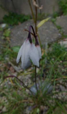 Acis autumnalis ...  28.6.16 005.jpg