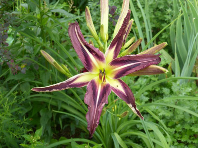 2016-06-29 Hemerocallis 'Creature of the Night'.jpg