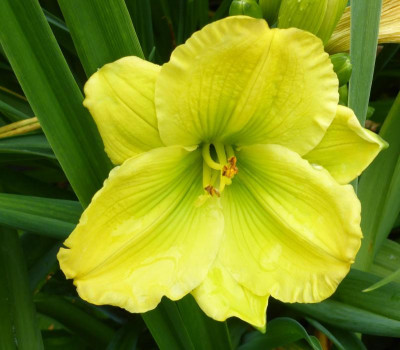 Calypso Green 2016.jpg