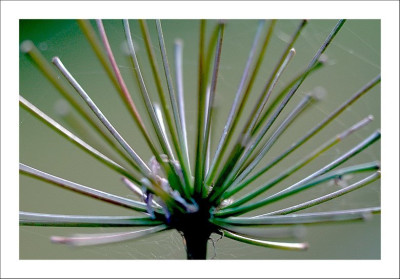 Agapanthus_2_05-10-2006.jpg