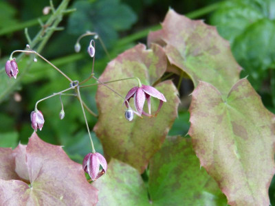 2016-06-28 Epimedium 'William Stearn' 1.jpg