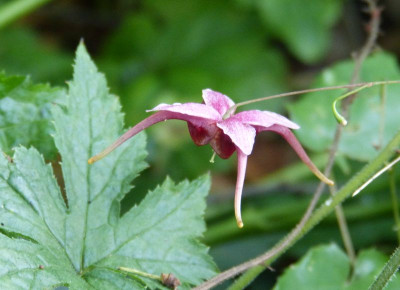 2016-06-28 Epimedium 'William Stearn' 2.jpg