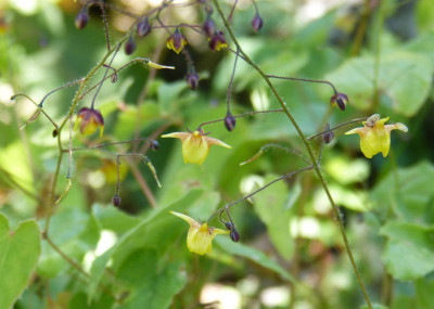2016-06-28 Epimedium ecalcaratum 'spurred form'.jpg