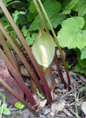 2016-06-29 Typhonium.jpg