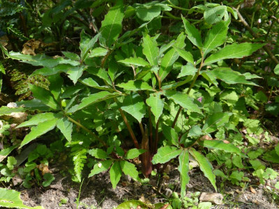 2016-06-27 Typhonium.jpg