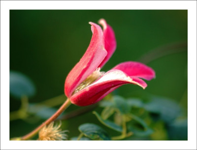 Clematis_Diana_1_05-10-2006.jpg