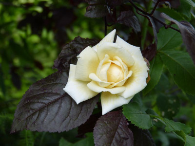 2016-06-29 Rosen 'Ilse Krohn Superior'.jpg