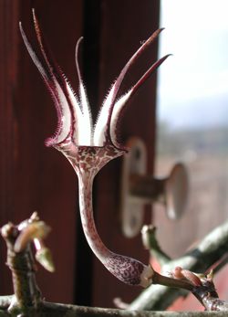 cero_stapeliformis1.jpg