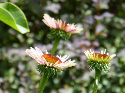 2016-06-29 Echinacea purpurea.jpg