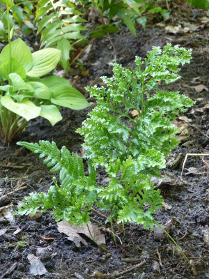 2016-06-29 Farne Polypodium vulgare 'Trichomanoides Backhouse'.jpg