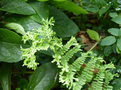 2016-06-29 Farne Athyrium filix-femina 'Corymbiferum Rotstiel'.jpg