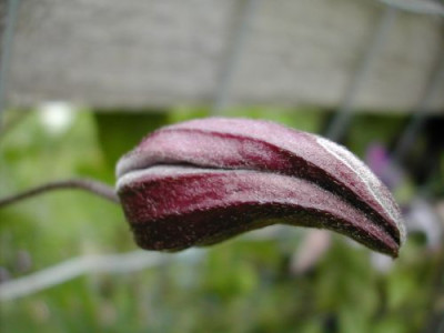 Kruppelclematis_Knospe.jpg