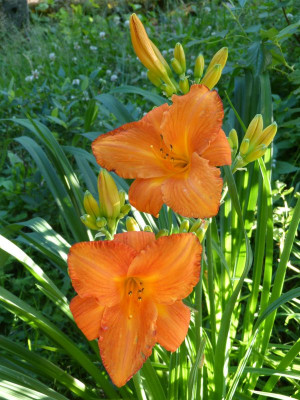 2016-06-29 Hemerocallis  'My Reggae Tiger'.jpg