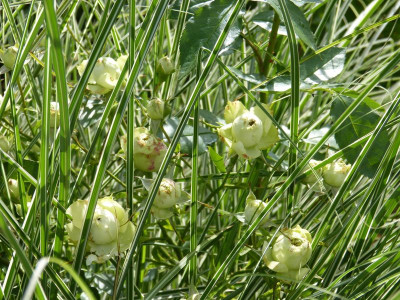 2016-06-29 Rosen 'Lovely Green'.jpg