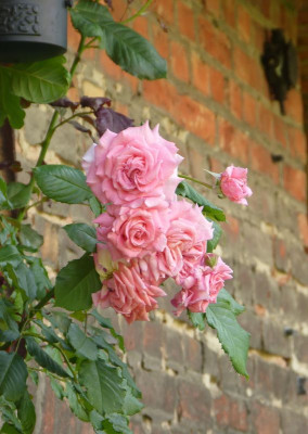 2016-06-29 Rosen 'Wiesenburger Parkprinzesschen' 1.jpg