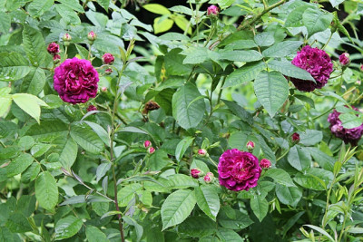 Rose Ombrée Parfaite.JPG
